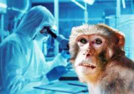 Un Autre Virus De Singe De Type Ebola Pourrait Faire