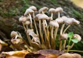 Le champignon hallucinogène peut guérir une dépression sévère, mais les risques sont élevés 79 Le Champignon Hallucinogène Peut Guérir Une Dépression Sévère, Mais Les