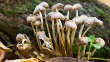 Le champignon hallucinogène peut guérir une dépression sévère, mais les risques sont élevés 7 Le Champignon Hallucinogène Peut Guérir Une Dépression Sévère, Mais Les
