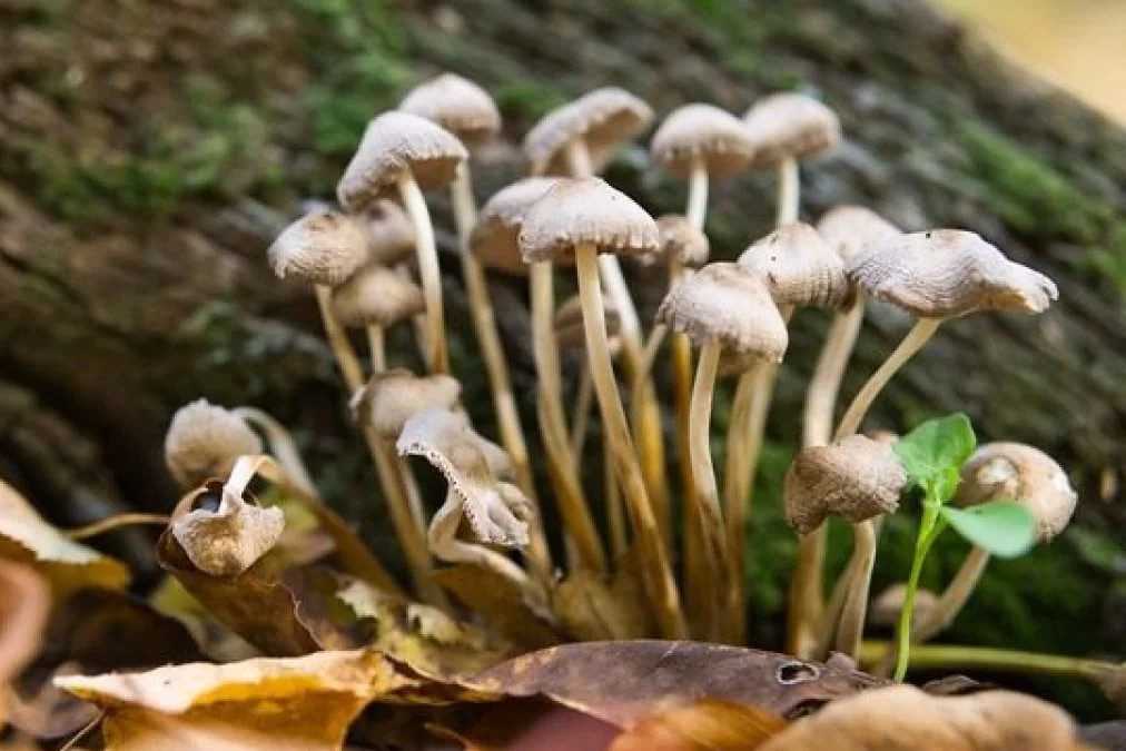 Sitemapcdatahttpsshopinf Inetcomkit Champi Hallucinogene