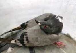 Un Virus Transforme Les Pigeons En "zombies" Au Cou Tordu