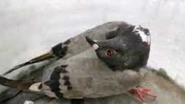Un Virus Transforme Les Pigeons En "zombies" Au Cou Tordu