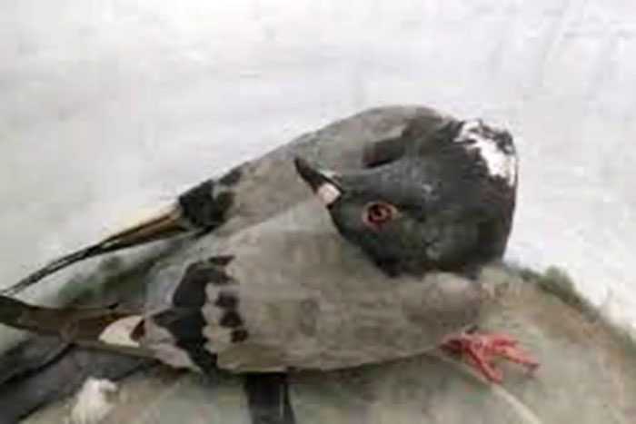 Un virus transforme les pigeons en "zombies" au cou tordu : quels risques pour l'homme 1 Un Virus Transforme Les Pigeons En "zombies" Au Cou Tordu