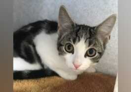 Voici Hope, Le Premier Chat Né Sans Organes Sexuels :