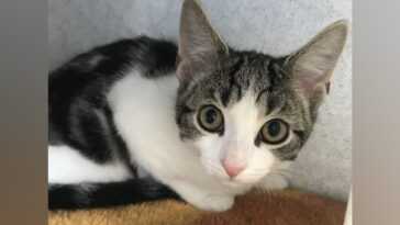 Voici Hope, Le Premier Chat Né Sans Organes Sexuels :
