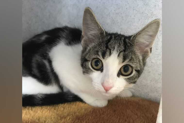 Voici Hope, le premier chat né sans organes sexuels : "Ce n'est ni mâle ni femelle" 1 Voici Hope, Le Premier Chat Né Sans Organes Sexuels :
