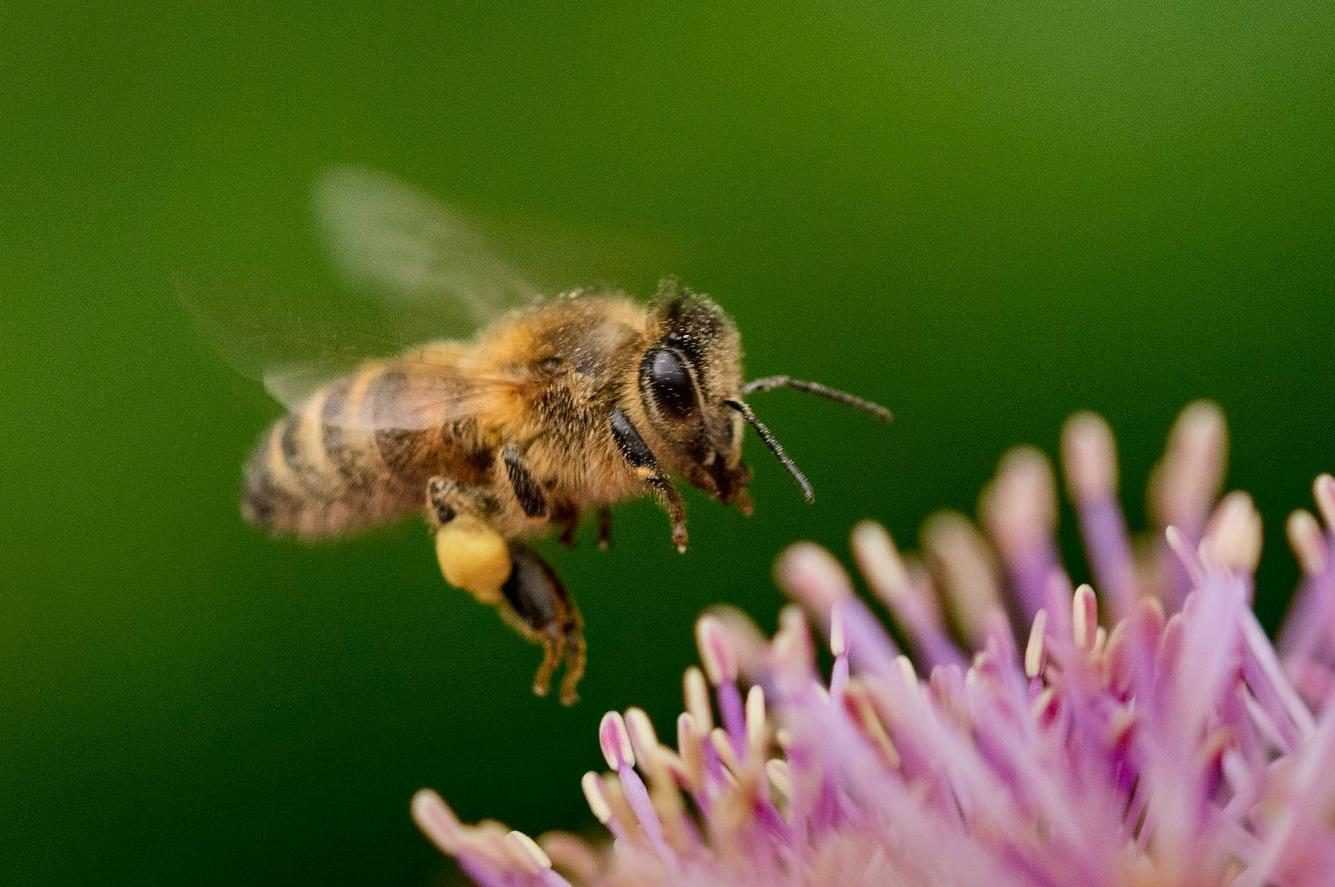 La Longévité Des Abeilles A Diminué De Moitié Par Rapport