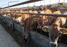 Les émissions De Méthane De Ces 15 Entreprises De Viande
