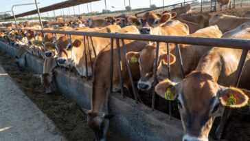 Les émissions de méthane de ces 15 entreprises de viande et de lait dépassent celles de nombreux pays européens 30 Les émissions De Méthane De Ces 15 Entreprises De Viande