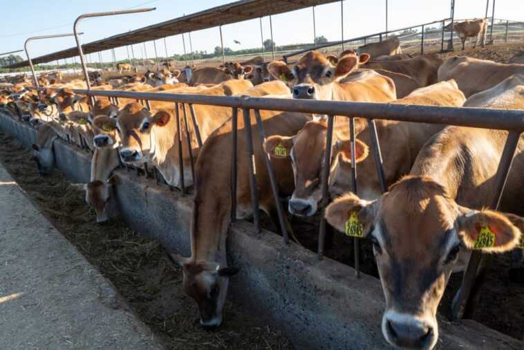 Les émissions de méthane de ces 15 entreprises de viande et de lait dépassent celles de nombreux pays européens 1 Les émissions De Méthane De Ces 15 Entreprises De Viande