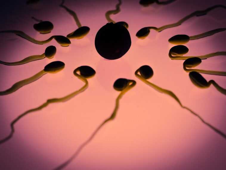 Chute de sperme chez les hommes dans le monde, divisée par deux en 50 ans : risque d'infertilité 1 Chute De Sperme Chez Les Hommes Dans Le Monde, Divisée