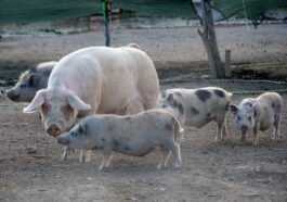 Les Cochons Gèrent Les Querelles Comme Les Humains : Même