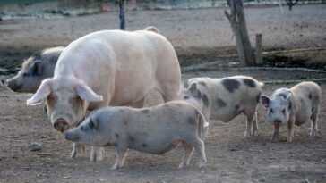 Les cochons gèrent les querelles comme les humains : même un « pacificateur » peut intervenir pour calmer le jeu 23 Les Cochons Gèrent Les Querelles Comme Les Humains : Même