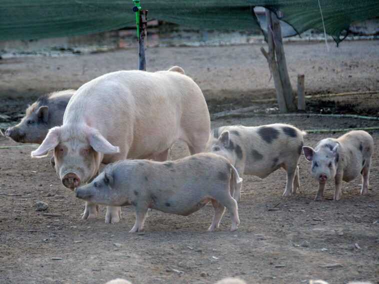 Les cochons gèrent les querelles comme les humains : même un « pacificateur » peut intervenir pour calmer le jeu 1 Les Cochons Gèrent Les Querelles Comme Les Humains : Même