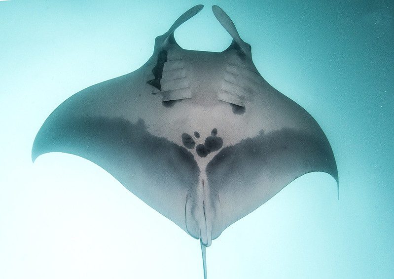 Énorme population de raies manta géantes découverte dans l'océan : elle est 10 fois plus grande que n'importe quelle autre 5 Crédit : Michel Guerrero / Project Blankets Equateur FMME