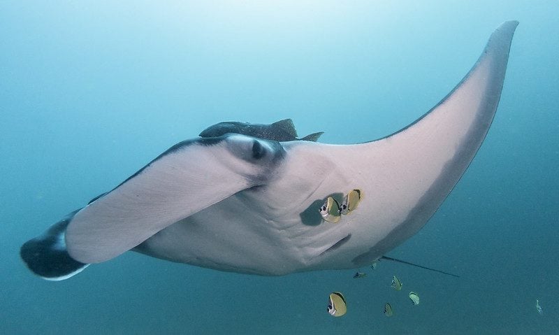 Énorme population de raies manta géantes découverte dans l'océan : elle est 10 fois plus grande que n'importe quelle autre 4 Crédit : Fondation de la mégafaune marine de l'Équateur