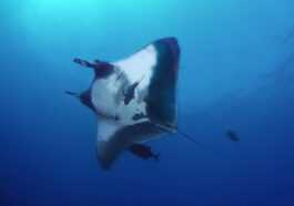 Énorme Population De Raies Manta Géantes Découverte Dans L'océan :