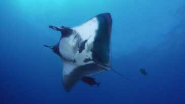 Énorme population de raies manta géantes découverte dans l'océan : elle est 10 fois plus grande que n'importe quelle autre 22 Énorme Population De Raies Manta Géantes Découverte Dans L'océan :