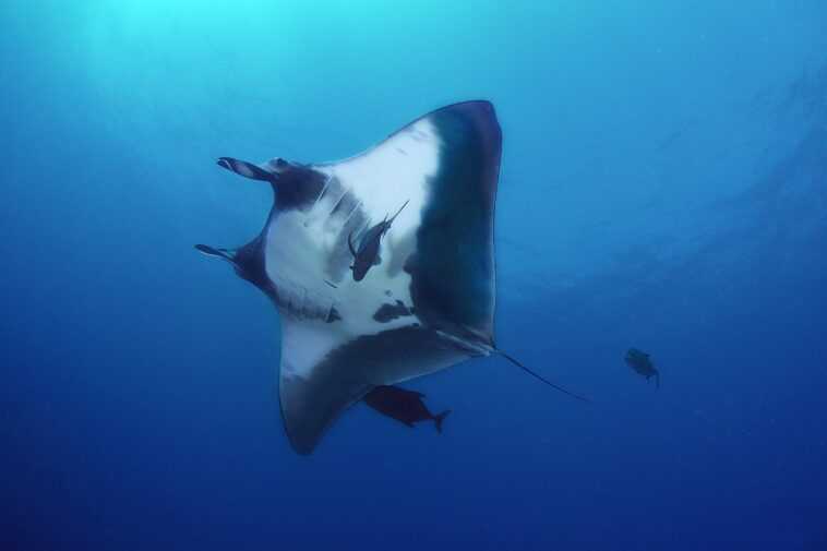 Énorme population de raies manta géantes découverte dans l'océan : elle est 10 fois plus grande que n'importe quelle autre 1 Énorme Population De Raies Manta Géantes Découverte Dans L'océan :