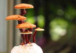 Myceliotronics : Utiliser Une Peau Fongique Pour Faire Pousser Un Circuit