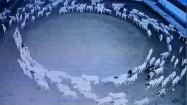 Le mystère des moutons qui tournent en rond depuis 12 jours : personne ne comprend pourquoi 13 Le Mystère Des Moutons Qui Tournent En Rond Depuis 12