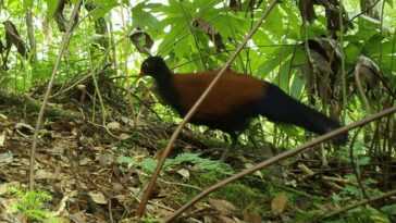 Un pigeon faisan très rare est réapparu après 140 ans, les scientifiques : "Comme avoir trouvé une licorne" 9 Un Pigeon Faisan Très Rare Est Réapparu Après 140 Ans,