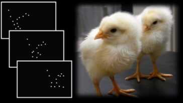 Le pesticide provoque des symptômes de type autistique chez les poussins : facteur de risque possible chez l'homme aussi 7 Le Pesticide Provoque Des Symptômes De Type Autistique Chez Les