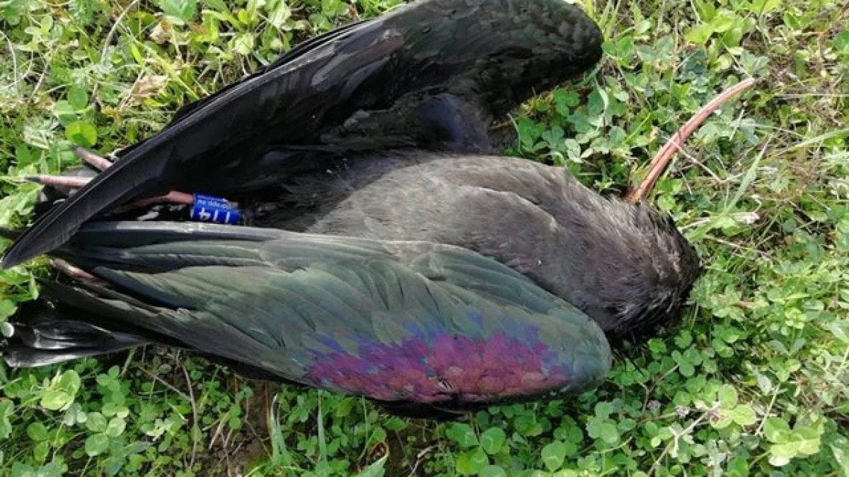 Dusti, un Ibis chauve tué par des braconniers.  1 crédit