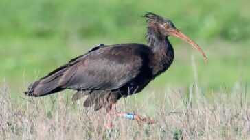 Couple d'Ibis chauve très rare repéré à Anzio : la vidéo des oiseaux menacés d'extinction 6 Couple D'ibis Chauve Très Rare Repéré à Anzio : La