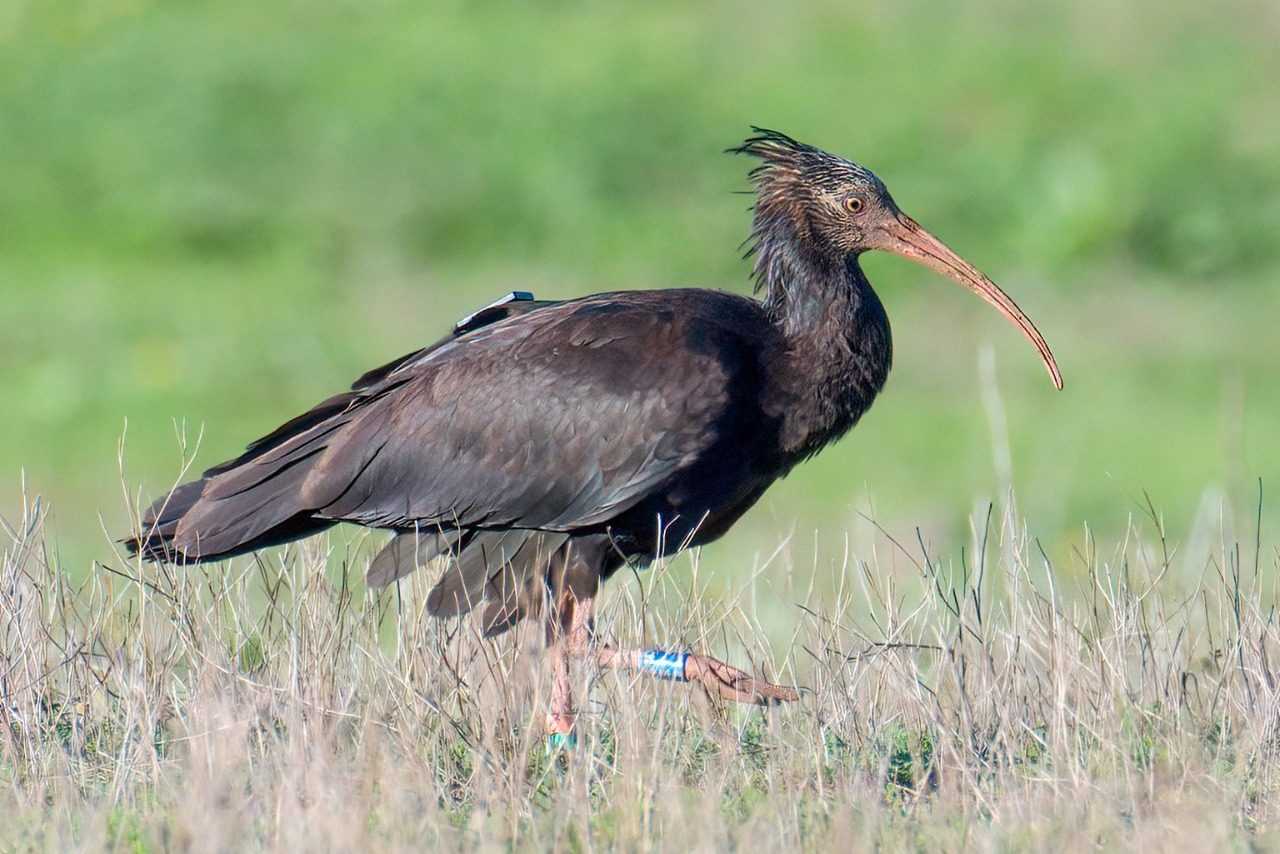Couple D'ibis Chauve Très Rare Repéré à Anzio : La
