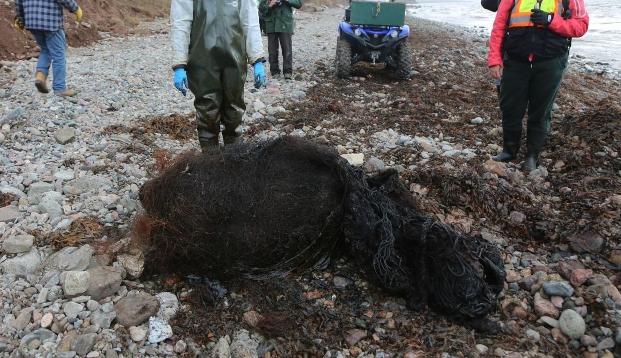 Cachalot retrouvé mort avec 150 kg d'engins de pêche dans le ventre : les scientifiques choqués 3 L'énorme bloc d'engins de pêche de 150 kg trouvé dans le cachalot. Crédit : Marine Animal Response Society (MARS)