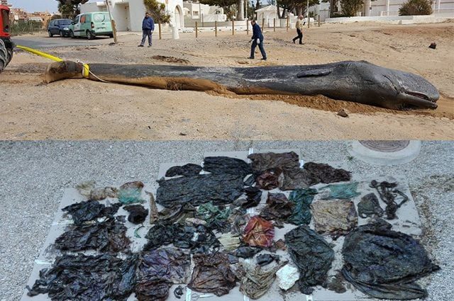 Cachalot retrouvé mort avec 150 kg d'engins de pêche dans le ventre : les scientifiques choqués 4 Un cachalot mort en Espagne et le contenu inquiétant de son estomac