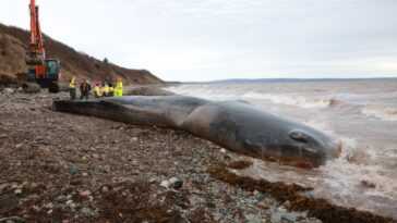 Cachalot retrouvé mort avec 150 kg d'engins de pêche dans le ventre : les scientifiques choqués 30 Cachalot Retrouvé Mort Avec 150 Kg D'engins De Pêche Dans
