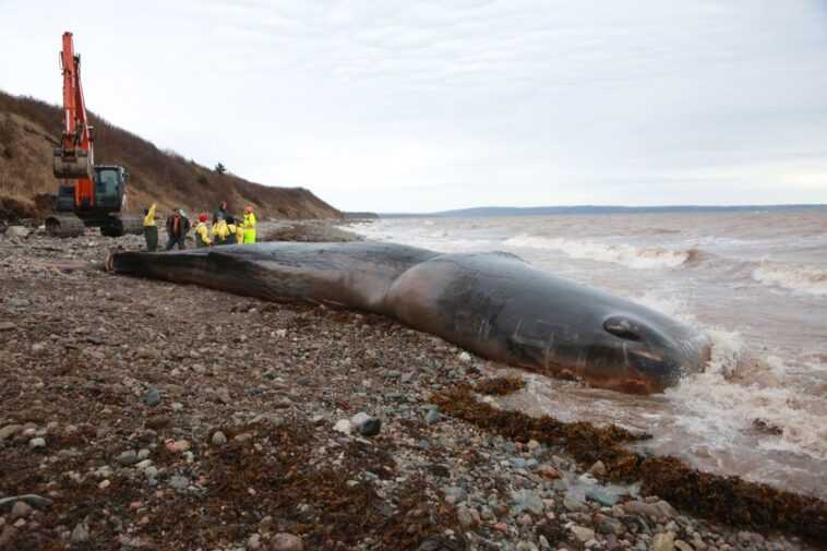 Cachalot retrouvé mort avec 150 kg d'engins de pêche dans le ventre : les scientifiques choqués 1 Cachalot Retrouvé Mort Avec 150 Kg D'engins De Pêche Dans