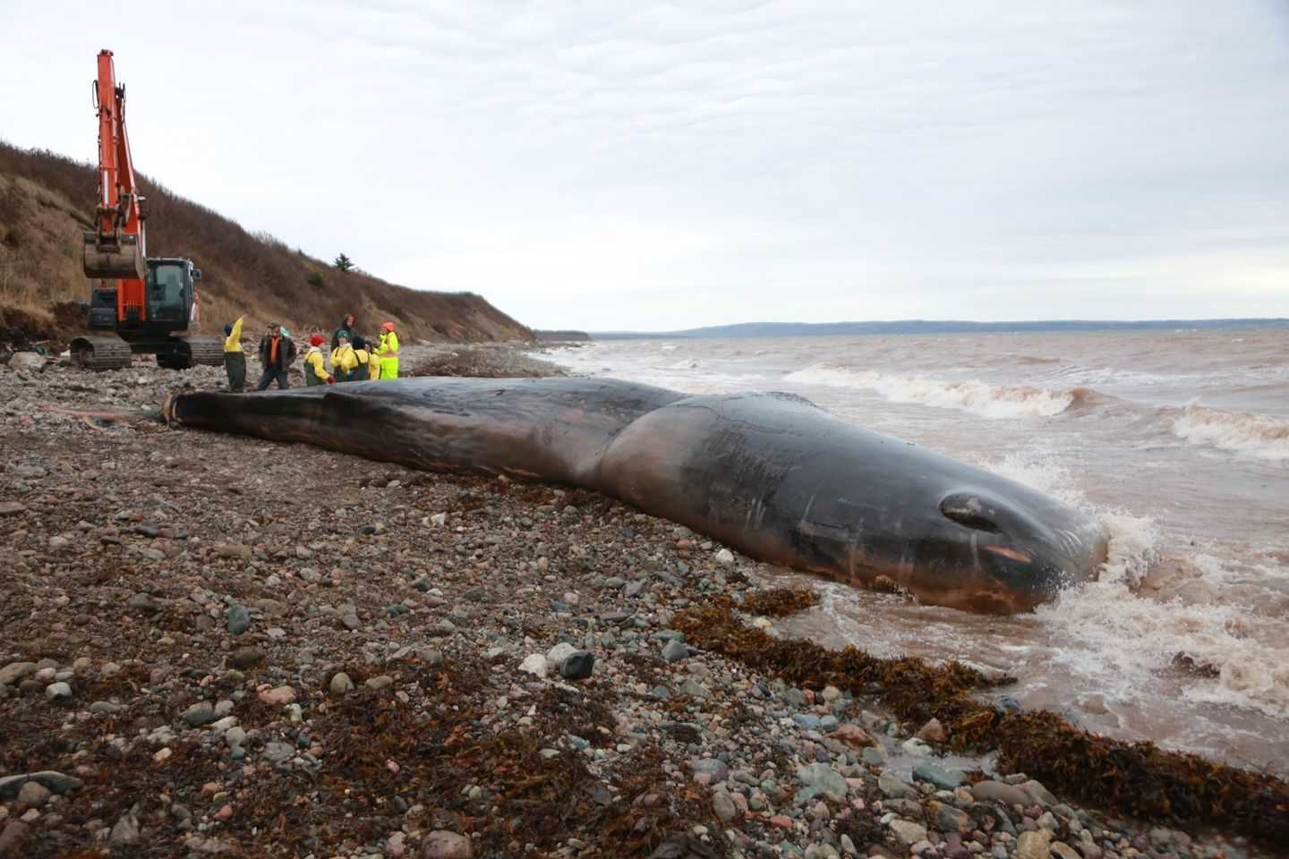 Cachalot retrouvé mort avec 150 kg d'engins de pêche dans le ventre : les scientifiques choqués 17 Cachalot Retrouvé Mort Avec 150 Kg D'engins De Pêche Dans