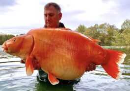 Énorme "poisson rouge" pêché dans un lac français : il a la taille d'un chien et pèse plus de 30 kg 1 Énorme "poisson Rouge" Pêché Dans Un Lac Français : Il