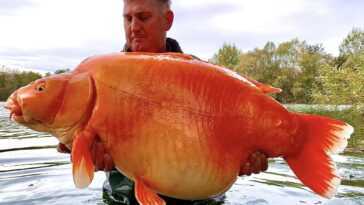 Énorme "poisson rouge" pêché dans un lac français : il a la taille d'un chien et pèse plus de 30 kg 28 Énorme "poisson Rouge" Pêché Dans Un Lac Français : Il