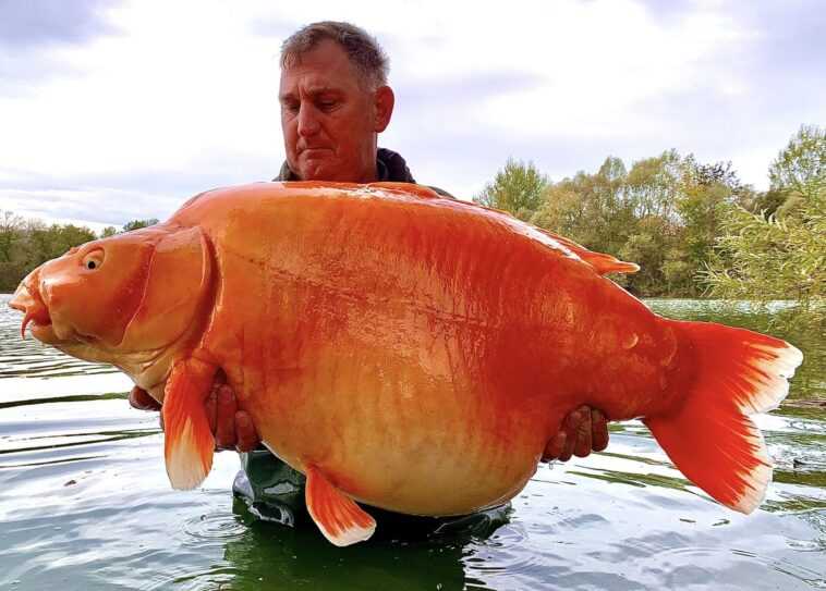 Énorme "poisson rouge" pêché dans un lac français : il a la taille d'un chien et pèse plus de 30 kg 1 Énorme "poisson Rouge" Pêché Dans Un Lac Français : Il