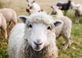 Les Moutons Sont Démocratiques Et Choisissent Leurs Chefs à Tour