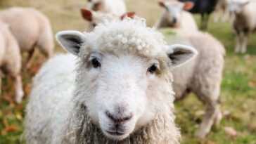 Les moutons sont démocratiques et choisissent leurs chefs à tour de rôle : tous peuvent commander 27 Les Moutons Sont Démocratiques Et Choisissent Leurs Chefs à Tour