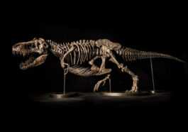 L'étrange Cas Du Squelette De T Rex De 20 Millions De