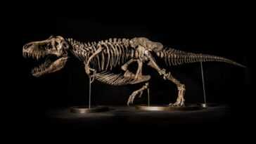 L'étrange Cas Du Squelette De T Rex De 20 Millions De