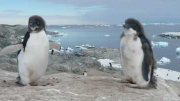 En à peine 10 ans ont perdu 43% des manchots Adélie en Antarctique de l'Est : les raisons du déclin 24 En à Peine 10 Ans Ont Perdu 43% Des Manchots