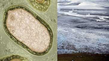 Des scientifiques réveillent un virus "zombie" gelé dans le pergélisol depuis 50 000 ans 13 Des Scientifiques Réveillent Un Virus "zombie" Gelé Dans Le Pergélisol