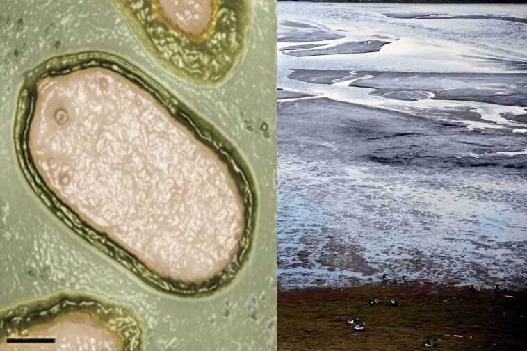 Des scientifiques réveillent un virus "zombie" gelé dans le pergélisol depuis 50 000 ans 1 Des Scientifiques Réveillent Un Virus "zombie" Gelé Dans Le Pergélisol