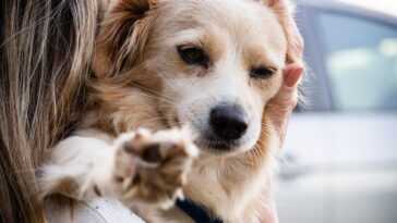 Les chiens peuvent aussi nous aider à lutter contre le cancer 9 Les Chiens Peuvent Aussi Nous Aider à Lutter Contre Le