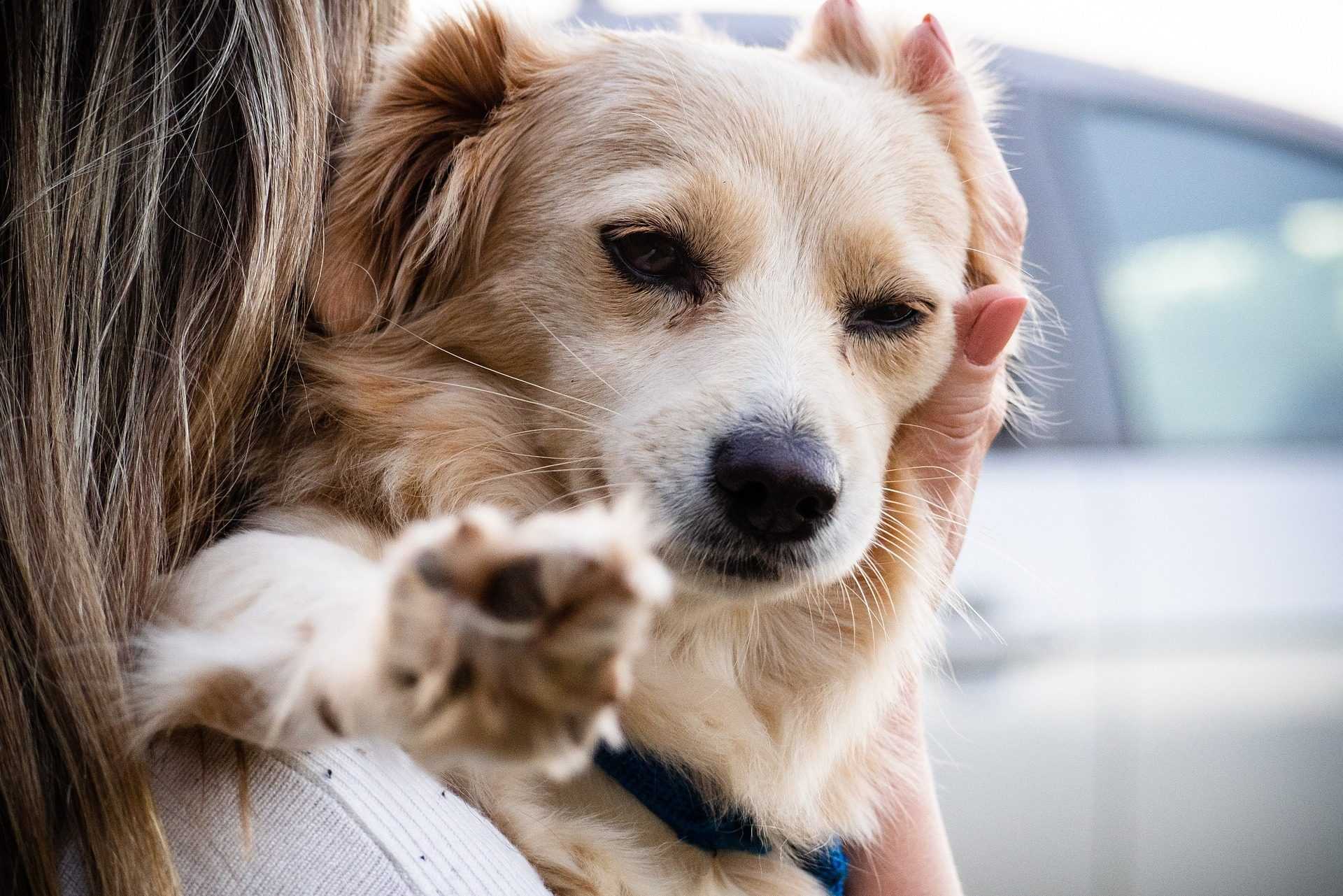 Les Chiens Peuvent Aussi Nous Aider à Lutter Contre Le