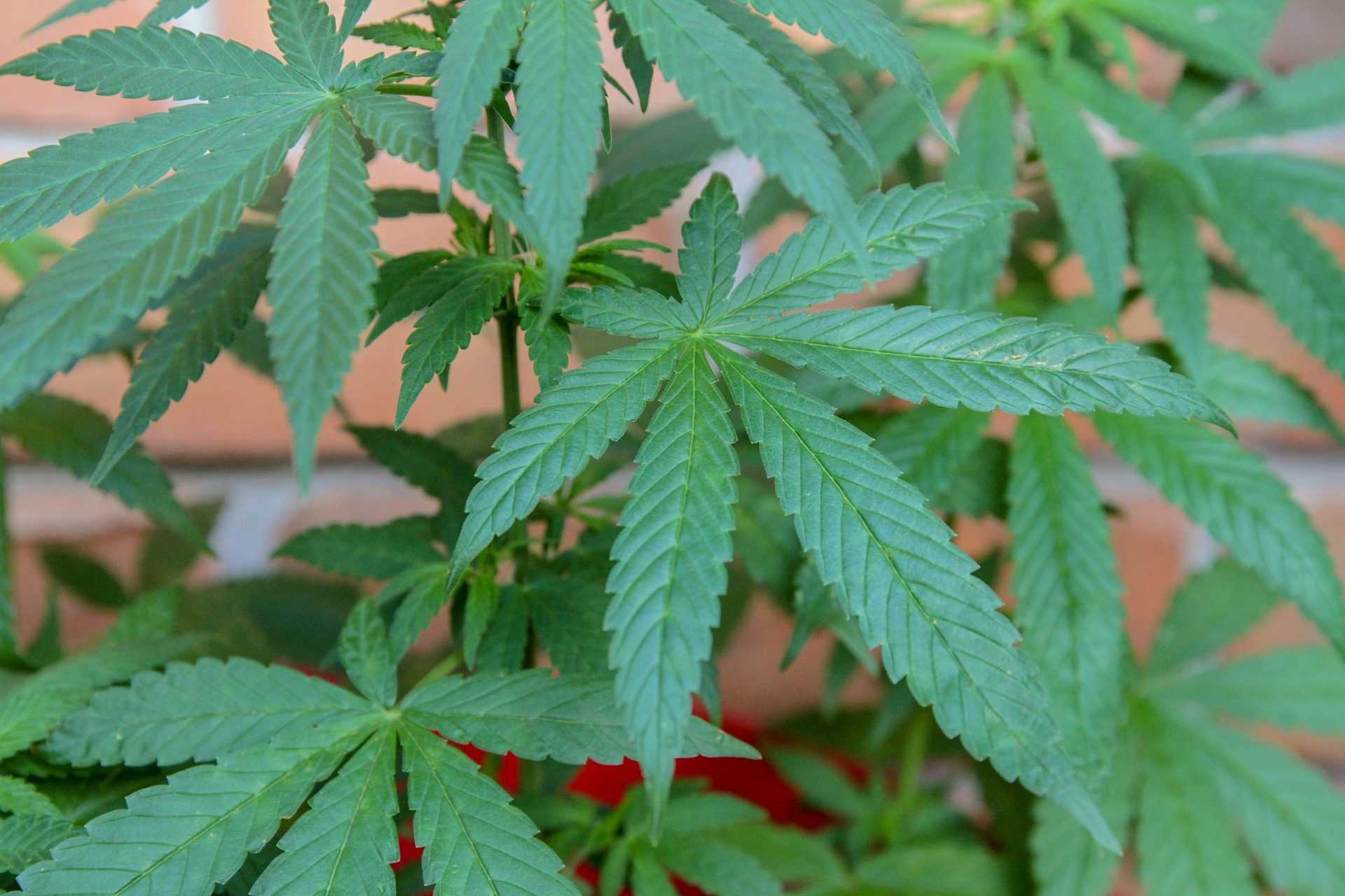 Pour la douleur, le cannabis n'est pas meilleur qu'un placebo, selon une étude 42 Pour La Douleur, Le Cannabis N'est Pas Meilleur Qu'un Placebo,