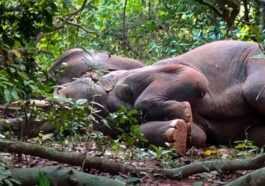 Des éléphants "ivres" S'endorment Pendant Des Heures Dans Une Forêt