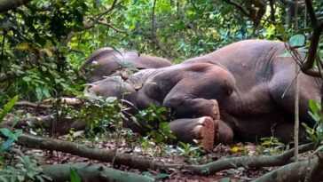 Des éléphants "ivres" s'endorment pendant des heures dans une forêt en Inde : ils auraient bu du mahua 24 Des éléphants "ivres" S'endorment Pendant Des Heures Dans Une Forêt